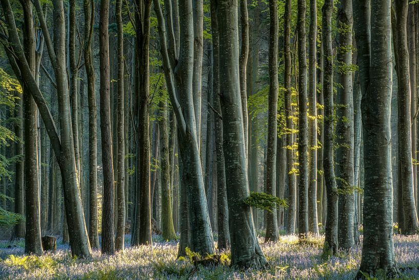 Les dernières Bluebells par Lars van de Goor