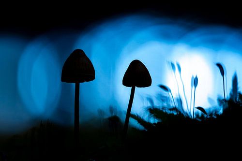 Duistere Silhouetten - Mysterie onder een Blauwe Gloed