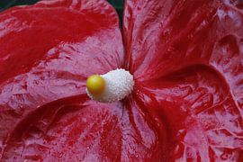 Detail van Anthurium von Frouwkje Fotografie