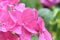 Flower after a rainy day in summer