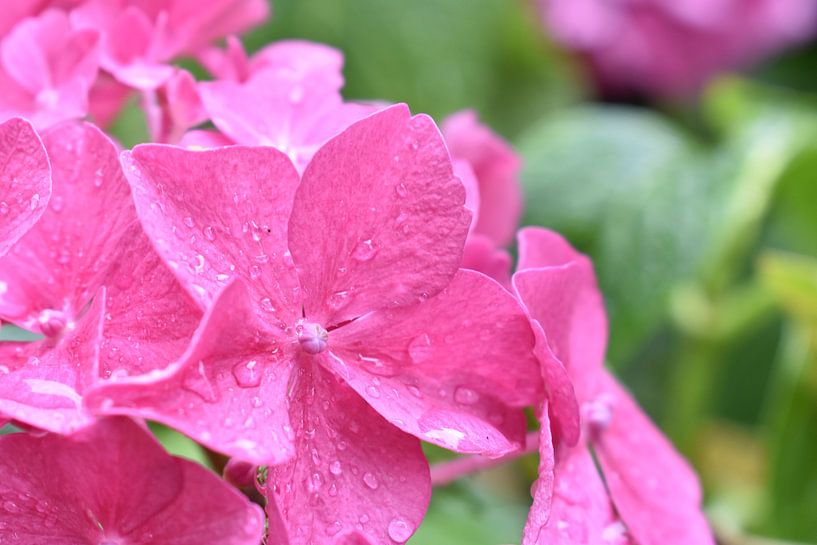 Flower after a rainy day in summer by Highthorn Photography