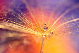 a colourfull marble by Els Fonteine