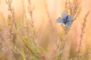 Heather blue, a very cute and small butterfly