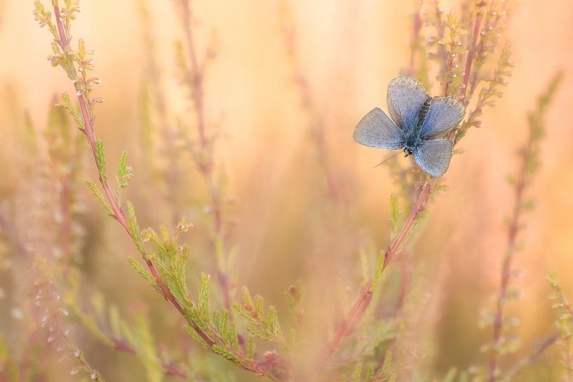 Heather blue, a very cute and small butterfly by Moetwil en van Dijk - Fotografie