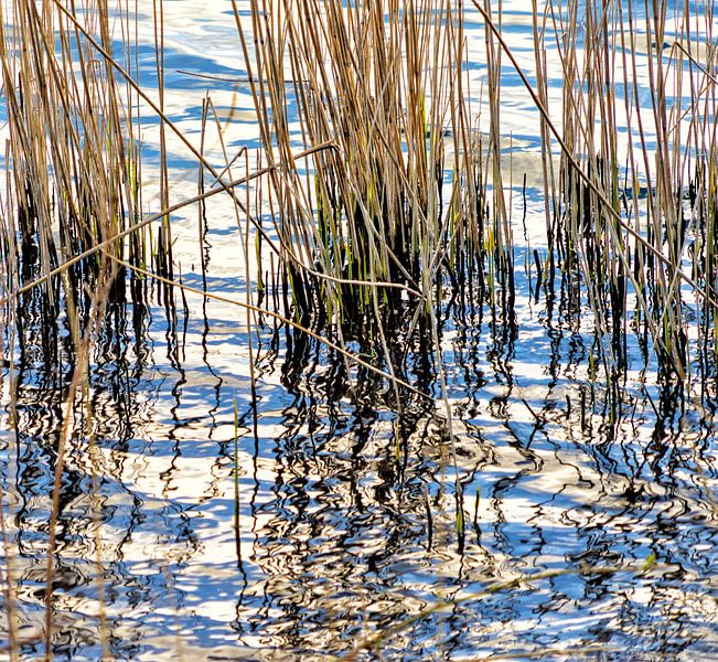 Reed and water, reflection in the golden evening sun by Jeroen Hoogakker