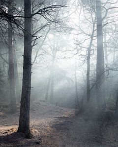 Mysteriöser Wald von Peter Nolten