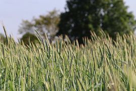 Champ de céréales aux Pays-Bas sur Kimberley van Lokven