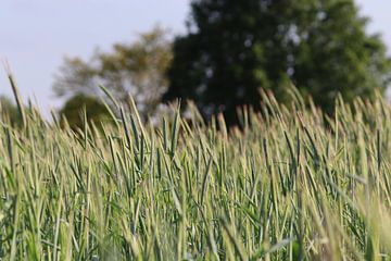 Grain field in the Netherlands by Kimberley van Lokven