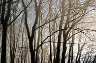 Baumstämme und kahle Äste als Silhouetten im dunstigen Morgenlicht eines Buchenwaldes, abstrakter Na von Maren Winter Miniaturansicht
