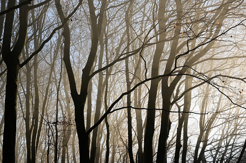 Baumstämme und kahle Äste als Silhouetten im dunstigen Morgenlicht eines Buchenwaldes, abstrakter Na