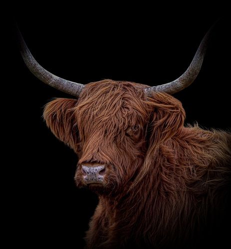 Scottish Highlander