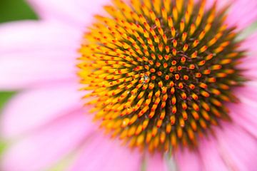 Close-up by Albert Mendelewski