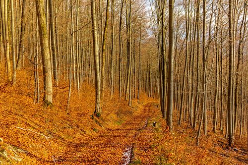 Randonnée hivernale à travers la belle région du Vorderrhön