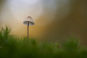 Kleiner Pilz im Moos mit Herbstfarben