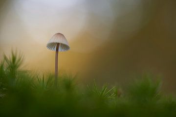 Kleine paddenstoel in het mos met herfstkleuren van Cor de Hamer