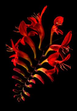 Rode bloemen tegen een zwarte achtergrond van Ruud Overes