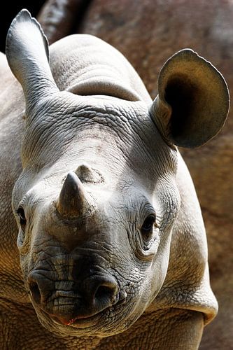 Spitzmaul Nashorn Baby