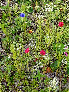 Englischer Cottage-Garten Blumen 6