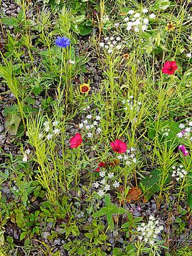 Fleurs du jardin cottage anglais 6 sur Dorothy Berry-Lound