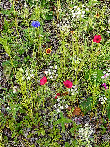 English Cottage Garden Bloemen 6