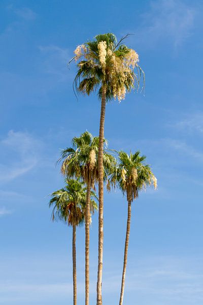 Prachtige palmbomen van Melanie Viola