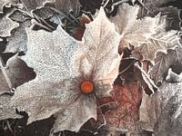 Winter - Frost - Leaves