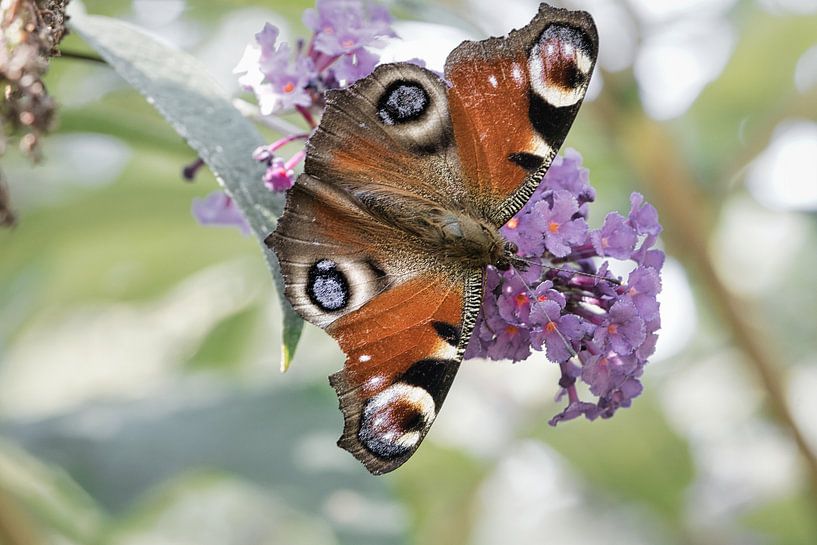 Kleurrijke vlinder op een blad, bloem. Macro van Martin Köbsch