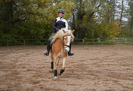 Training with the light brown Haflinger with beige mane
