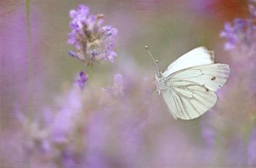 Lavendel vlinder
