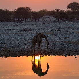 Drinkende giraffe tijdens zonsondergang van Menso van Westrhenen