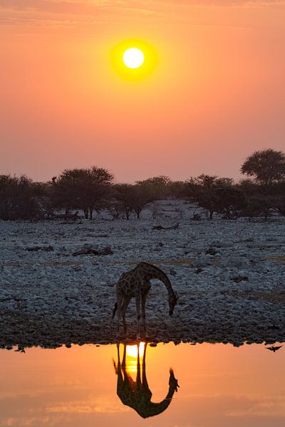 Drinkende giraffe tijdens zonsondergang van Menso van Westrhenen