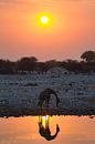 Drinkende giraffe tijdens zonsondergang van Menso van Westrhenen thumbnail