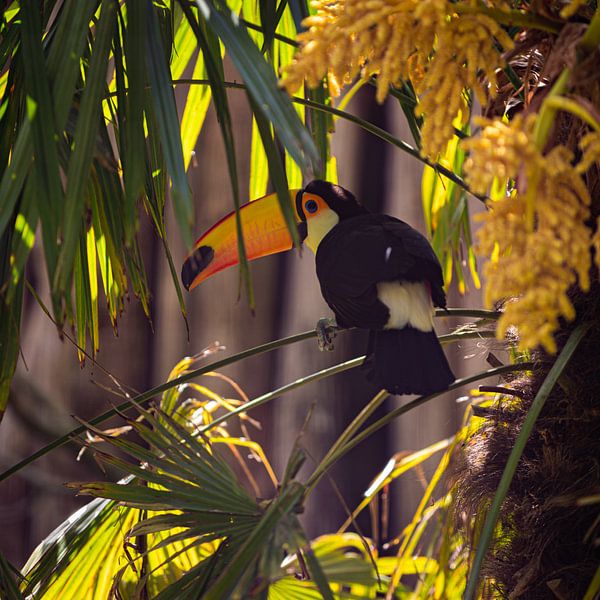 Toucan by Bas Schneider