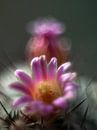Cactus in bloei van Martijn Wit thumbnail