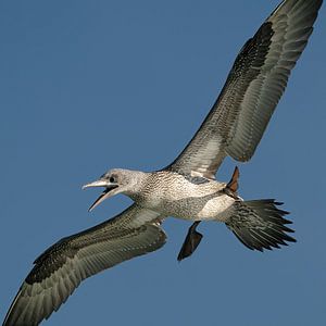 Juveniele Jan van gent