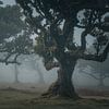 Mystischer Wald | Fanal | Madeira von Daan Duvillier | Dsquared Photography