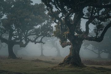 Mystiek bos | Fanal | Madeira van Daan Duvillier | Dsquared Photography