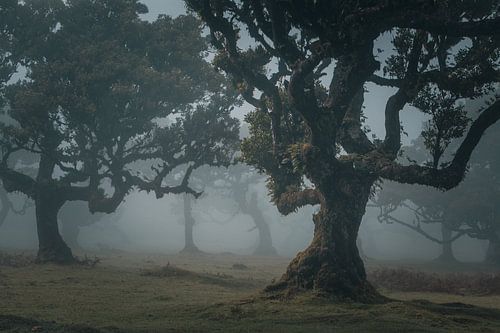 Forêt mystique | Fanal | Madère