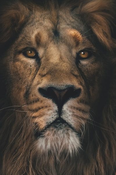 Löwen-Header-Foto von Moonheart Artworks