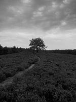 Veluwe heathland 