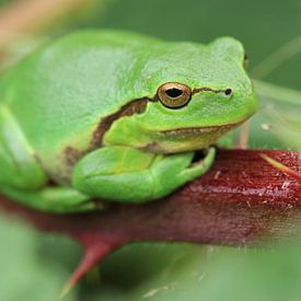 Unique in the Netherlands: the tree frog by Bärbel Severens