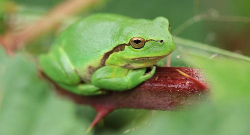 Einzigartig in den Niederlanden: der Laubfrosch von Bärbel Severens