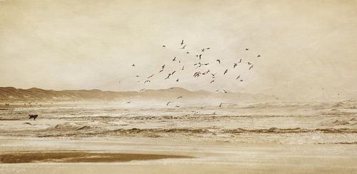 Het ballet van de meeuwen