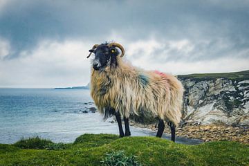 Schilderij kijken - De westkust van Ierland van Martin Diebel