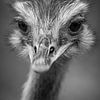 Emoe in zwart-wit van Fotografie Jeronimo