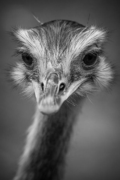 Emu in Schwarz und Weiß von Fotografie Jeronimo