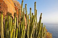 Cactussen in het avondlicht van Andreas Kilian thumbnail