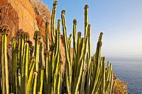 Cacti in the evening light