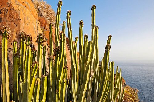Cactus dans la lumière du soir