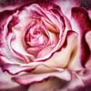 Mysterious rose blossom by Nicc Koch